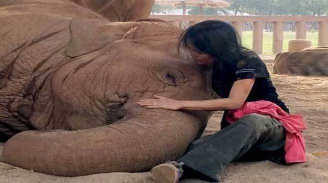 Must watch- Elephant falls asleep after woman sings lullaby