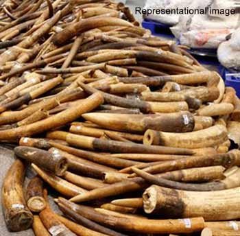 Assam: DRI seized 24 pieces of ivory from a railway employee 